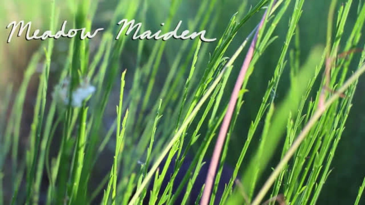 ArtemisMoon - Meadow Maiden A Sensual Outdoor Tease